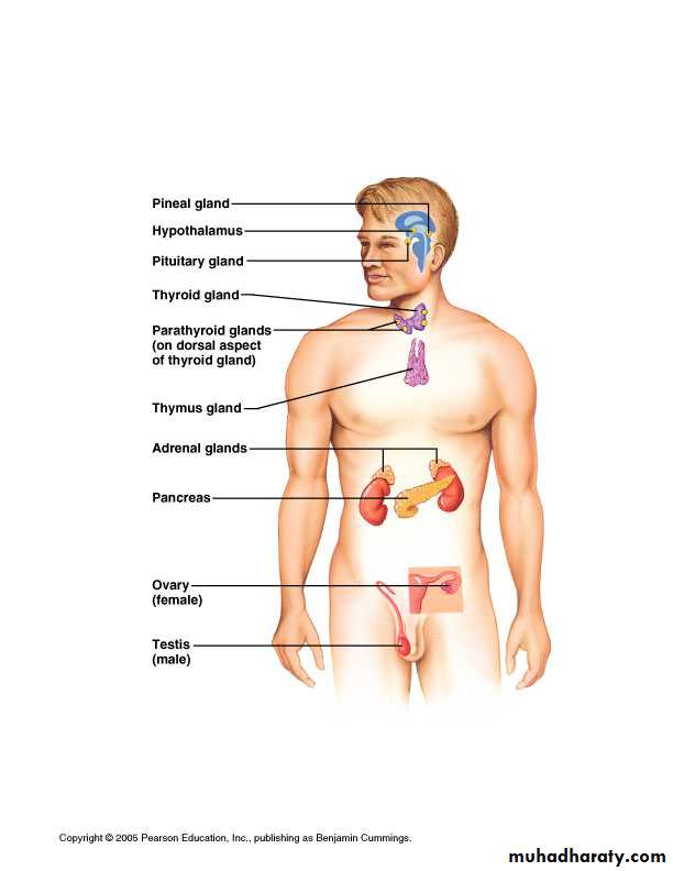 human endocrine system