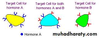 human endocrine system