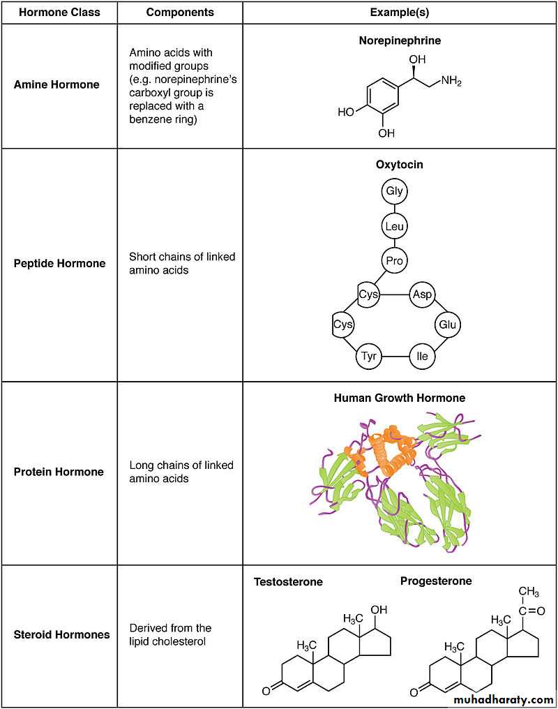 human endocrine system