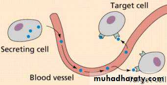 human endocrine system