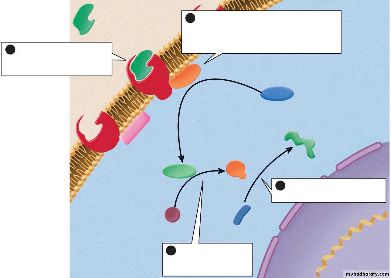 human endocrine system