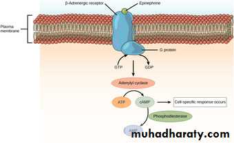human endocrine system
