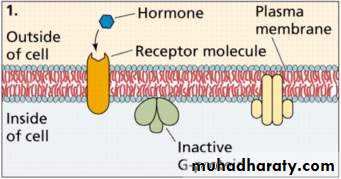 human endocrine system