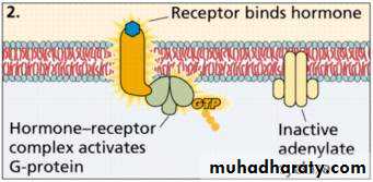 human endocrine system