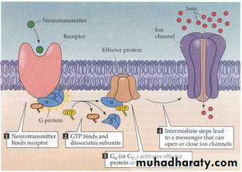 human endocrine system