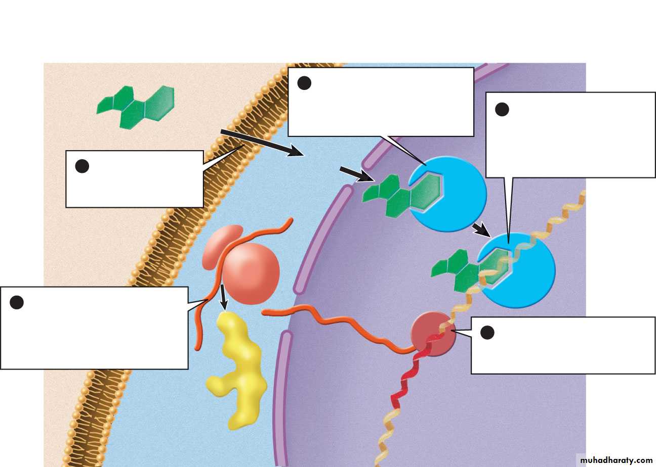 human endocrine system