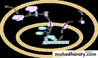 human endocrine system
