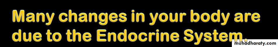 human endocrine system