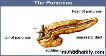 human endocrine system