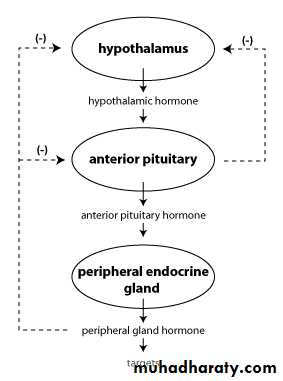 human endocrine system