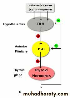 human endocrine system