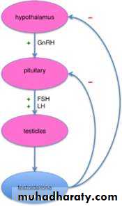 human endocrine system