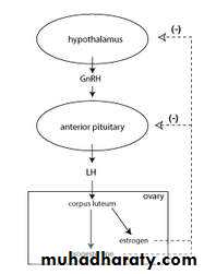 human endocrine system