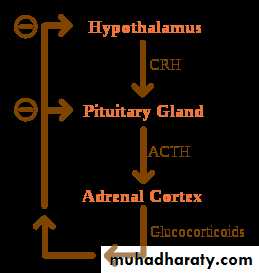 human endocrine system