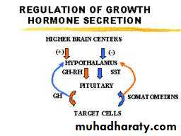 human endocrine system