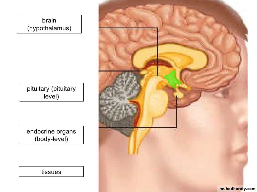 human endocrine system