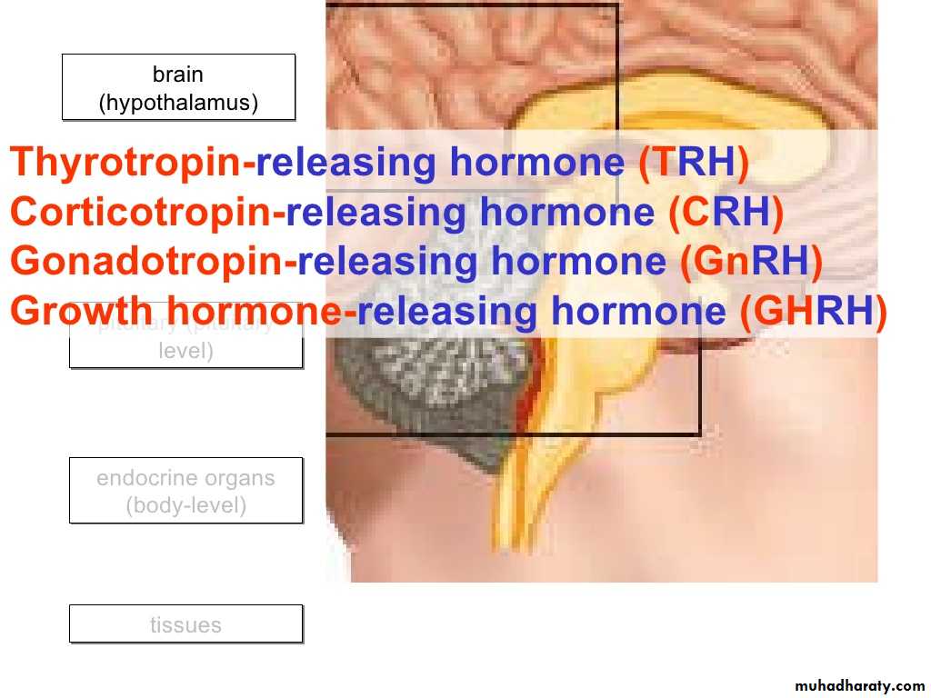 human endocrine system