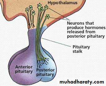 human endocrine system