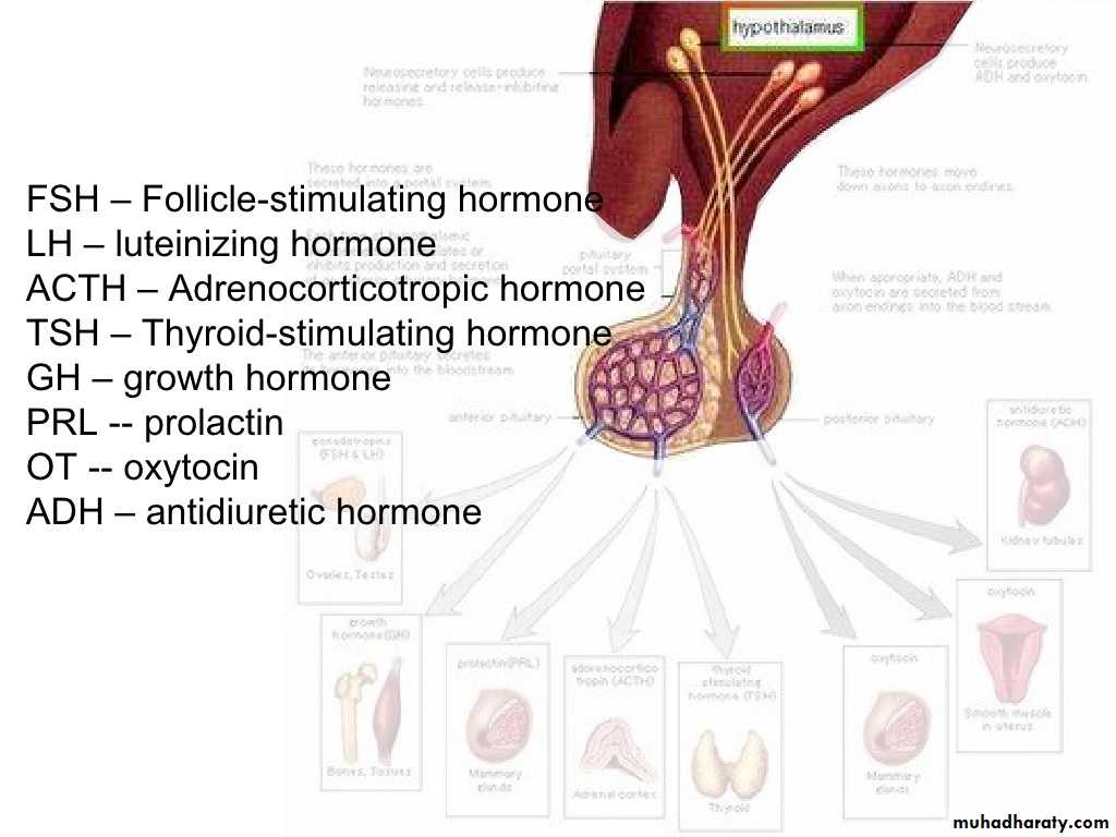 human endocrine system