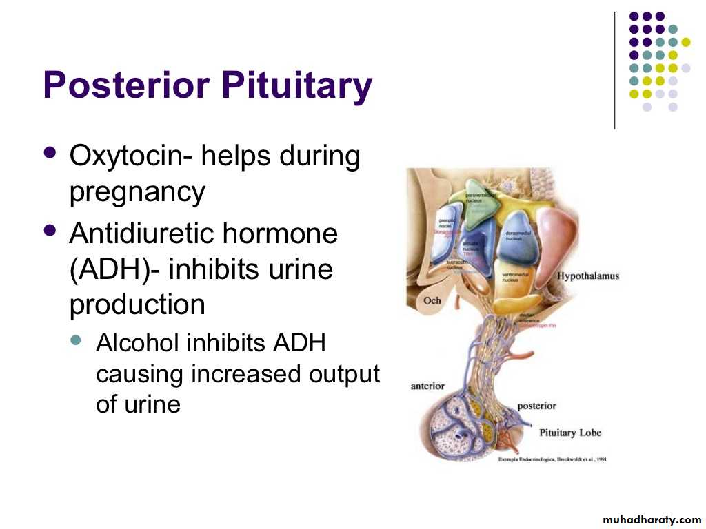 human endocrine system