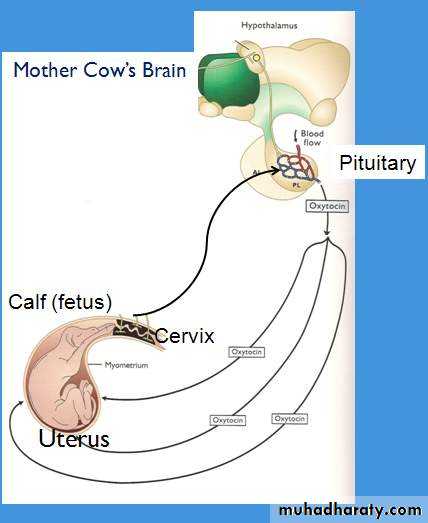 human endocrine system