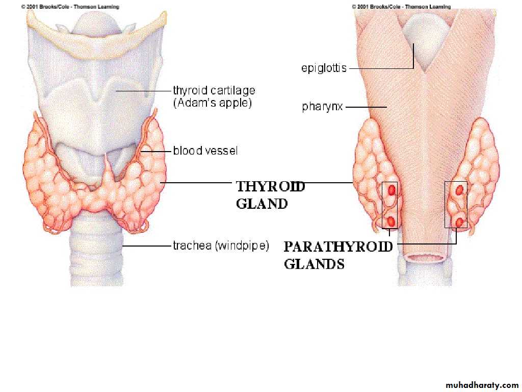 human endocrine system