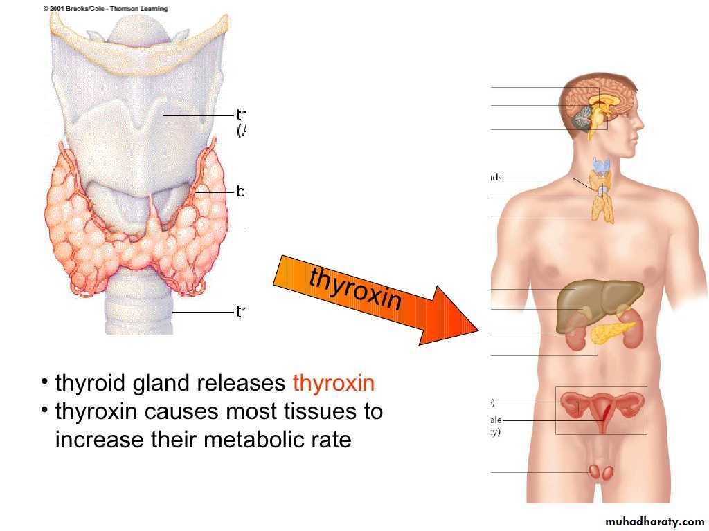 human endocrine system