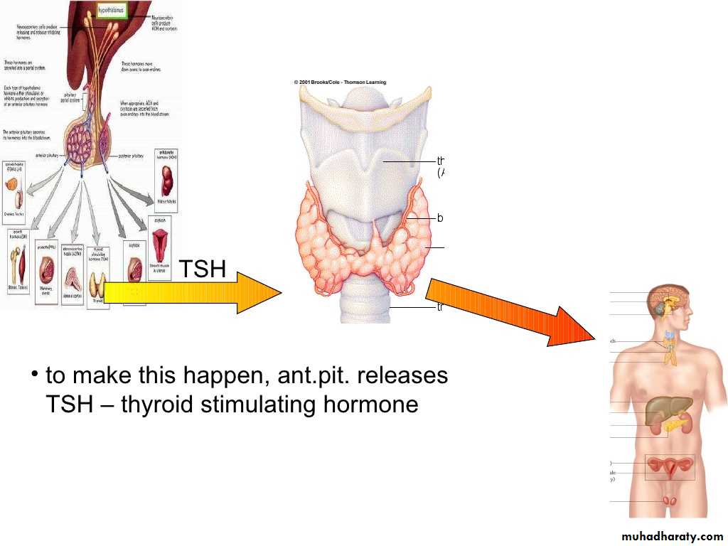 human endocrine system