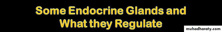 human endocrine system