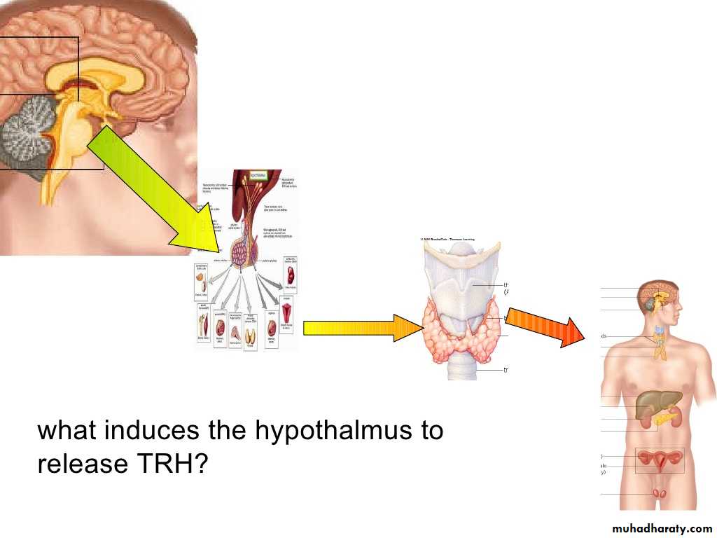 human endocrine system