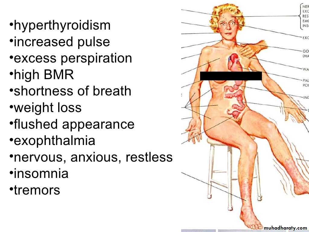 human endocrine system