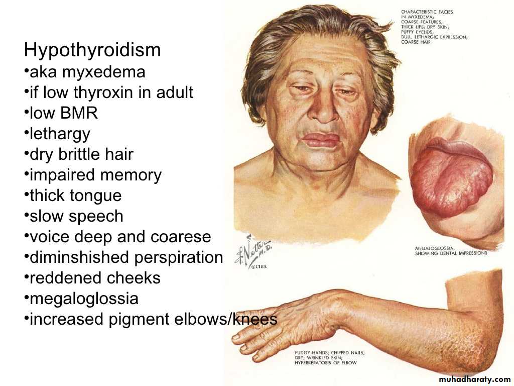 human endocrine system