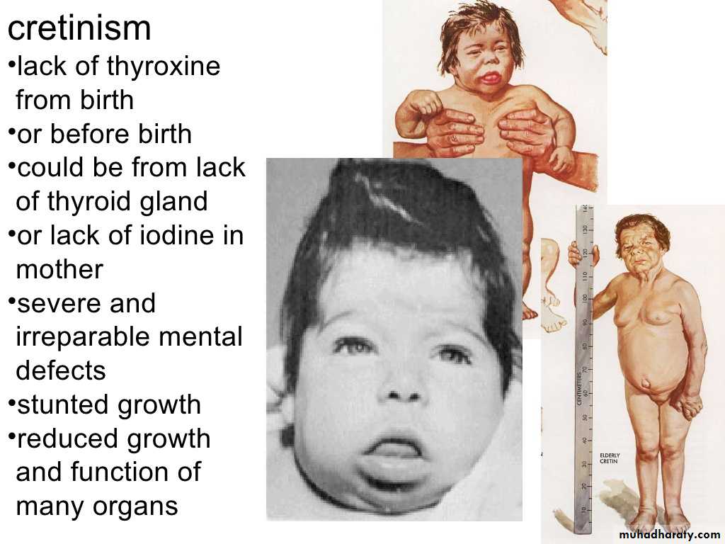 human endocrine system