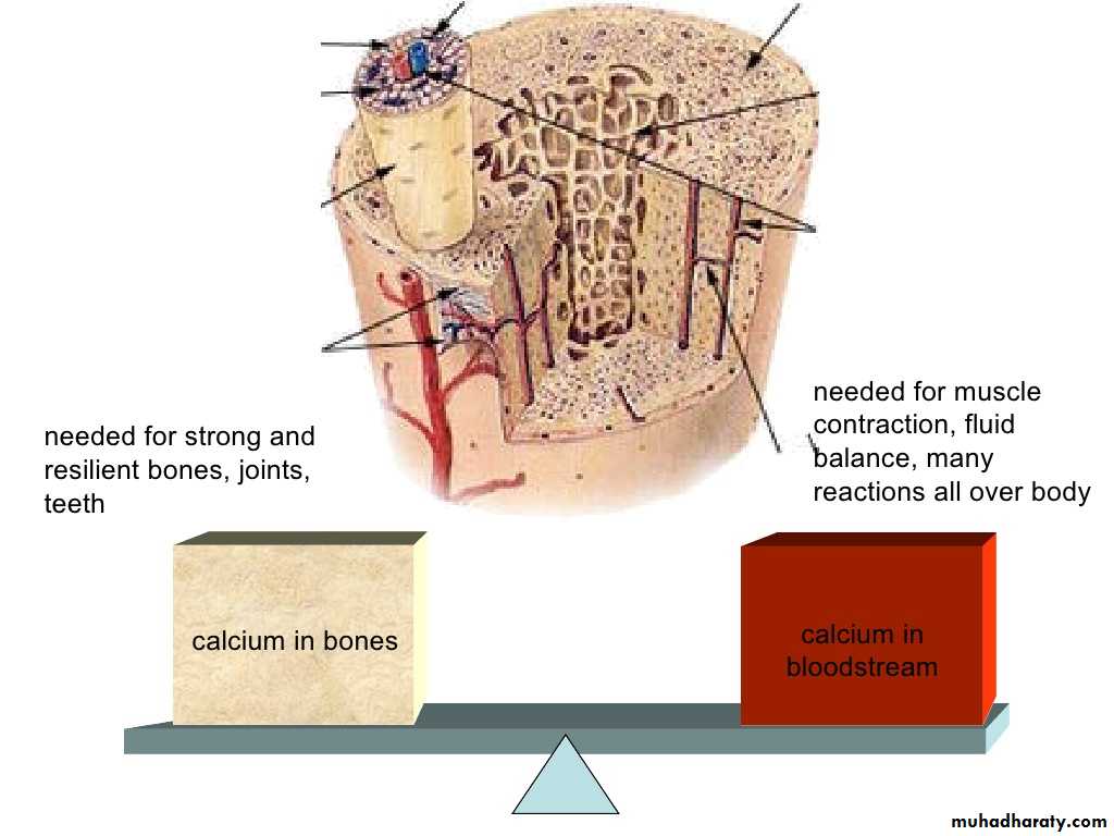 human endocrine system