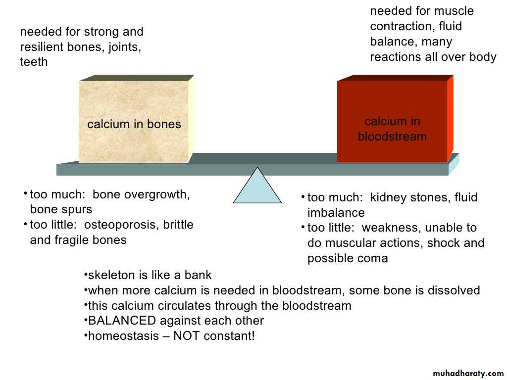 human endocrine system