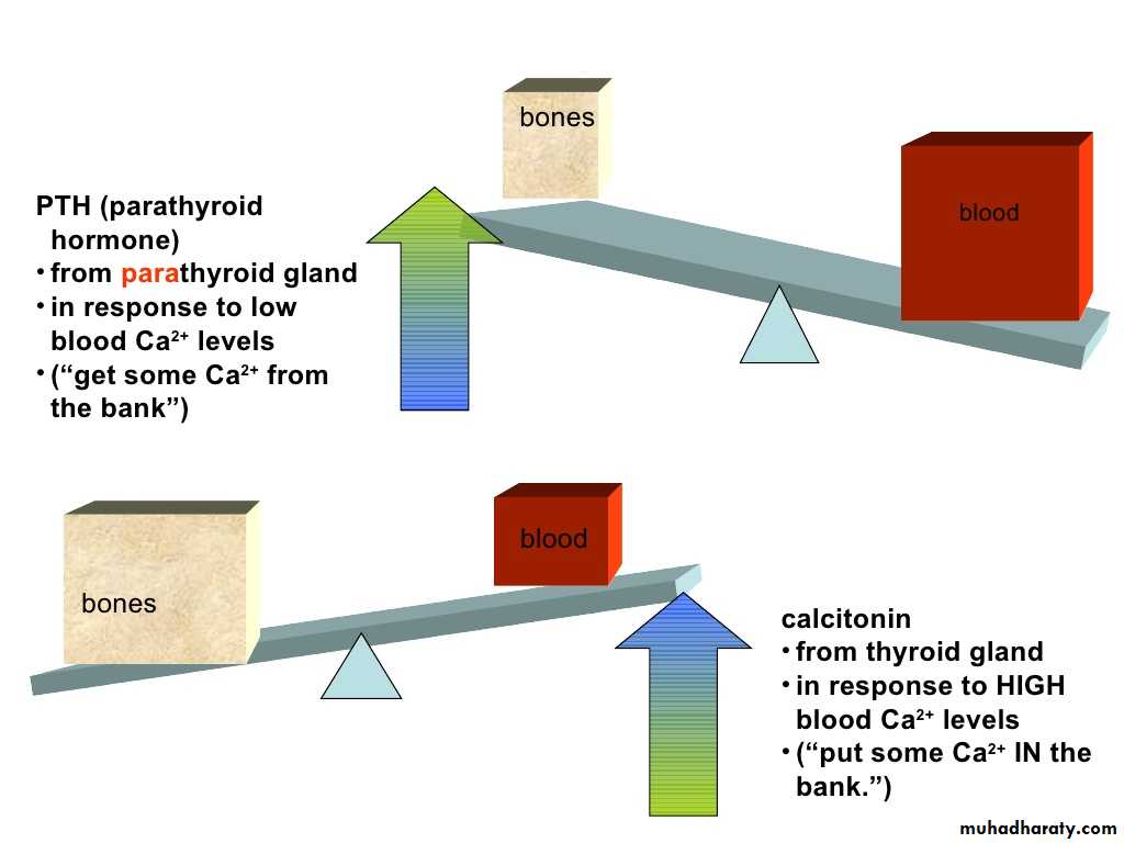 human endocrine system