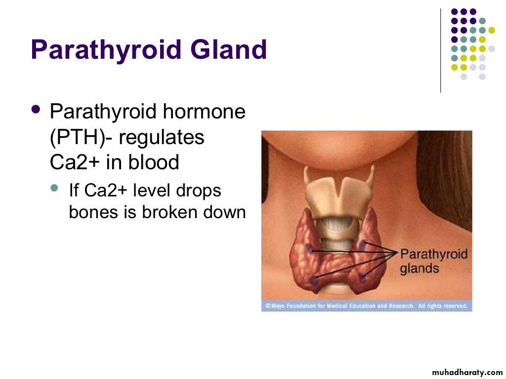 human endocrine system