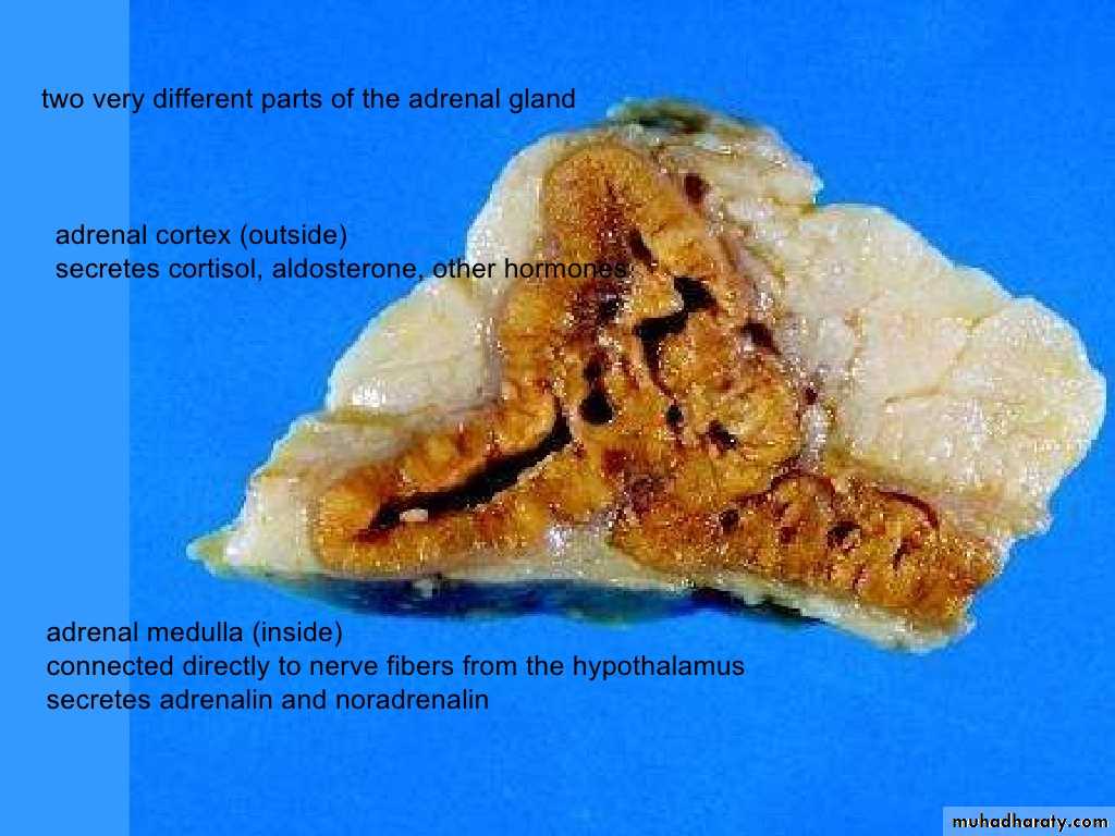 human endocrine system
