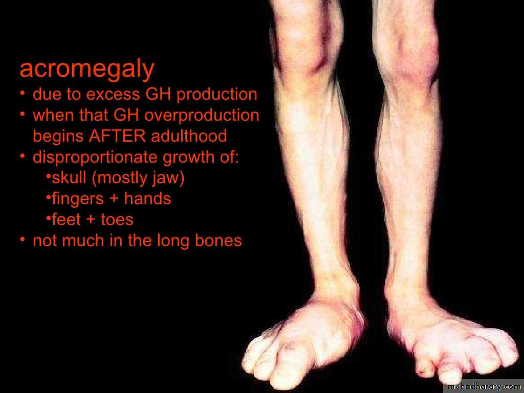 human endocrine system