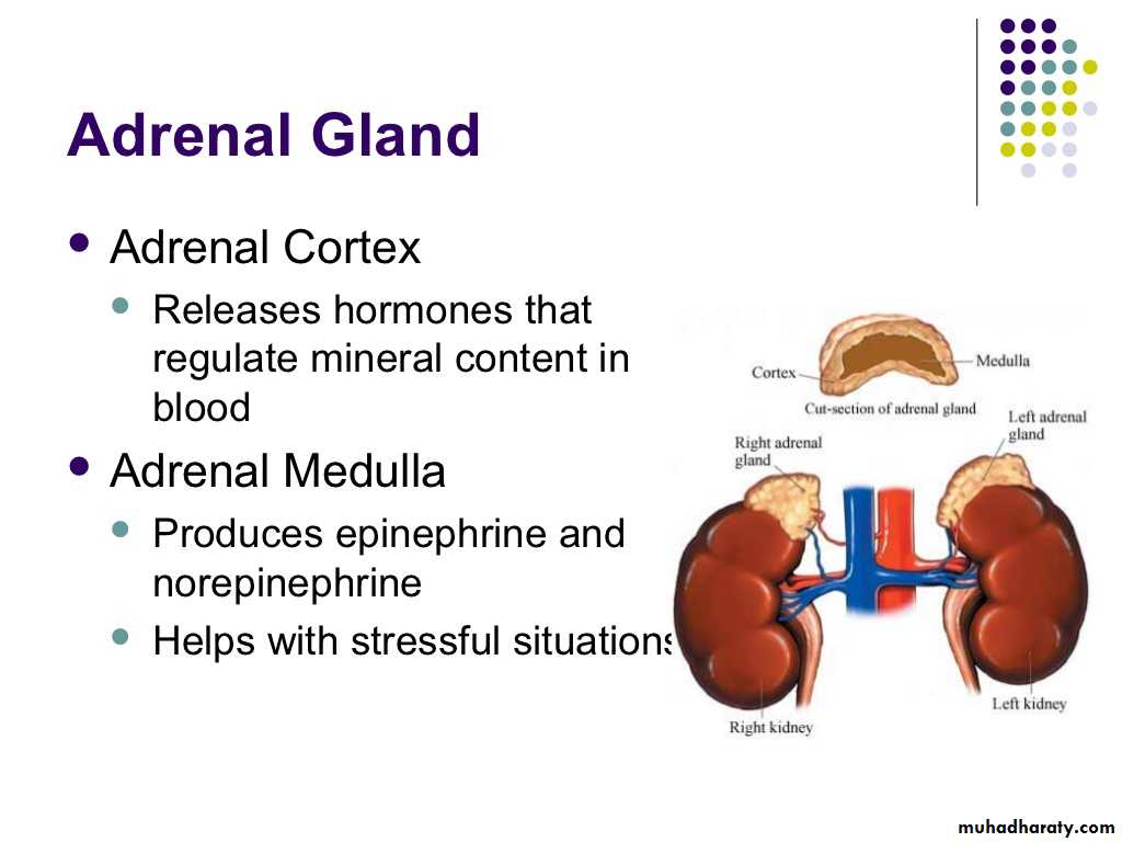 human endocrine system