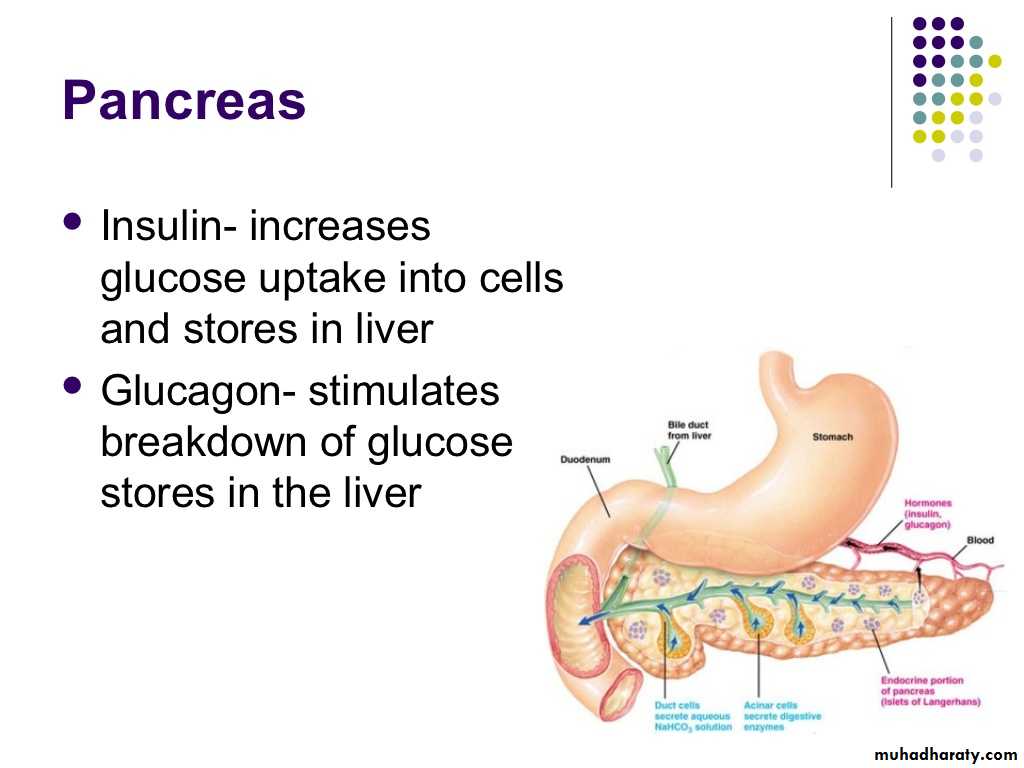 human endocrine system