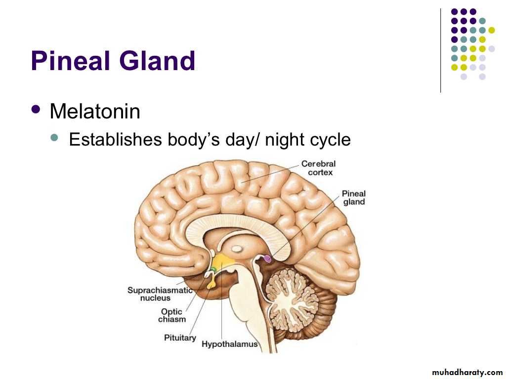 human endocrine system