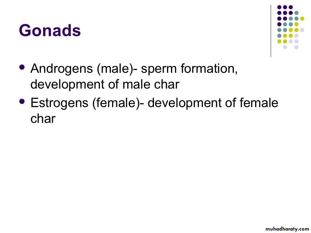 human endocrine system