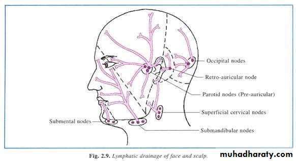 anatomy