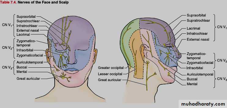 anatomy