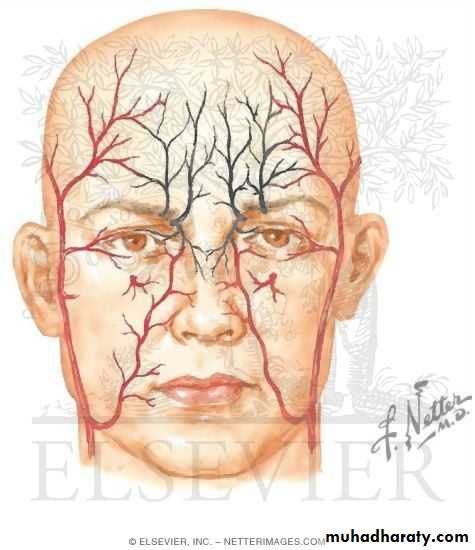 anatomy