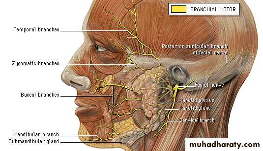 anatomy