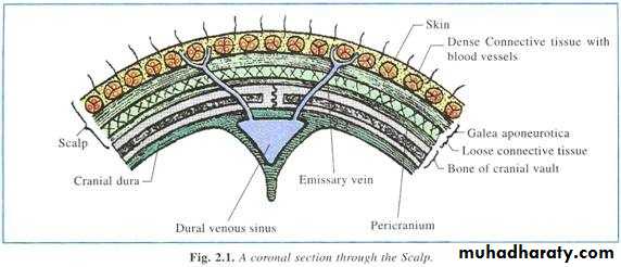 anatomy