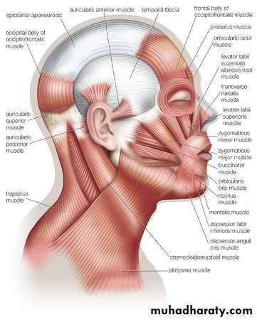anatomy