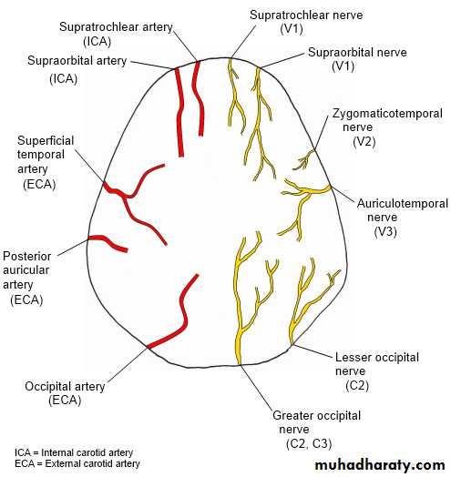 anatomy